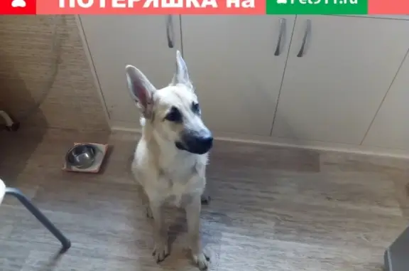 Найдена бежевая собака на пр. Героев-Североморцев 77 в Мурманске