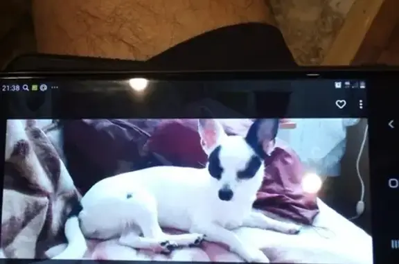 Пропала собака Чихуа в Мытищах, белого цвета с черными очками