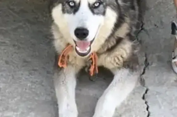 Пропала собака Граф в Зональном поселке, Саратов