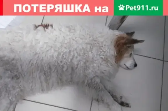 Найдена собака на ЗСД, район Белоострова