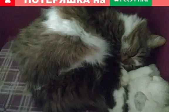 Кошки потеряшки, Москва, фото: Потеряшка кошка с белой полоской на боку. Москва, ул. Металлургов, 46к1.