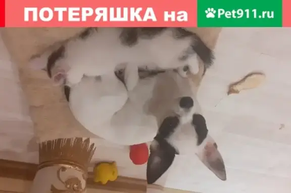 Пропала собака Чихуахуа в Ново-Александрово, Московская область