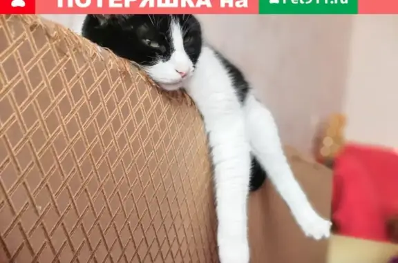 Пропал кот Марсель в Одинцовском районе, п. ВНИИССОК, Березовая 8
