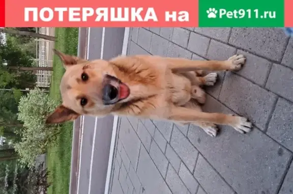 Собака найдена в Фестивальном парке, Москва
