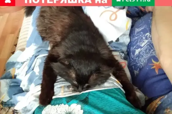 Пропала кошка Кот Кузя, Московская область, ул. Фрунзе 1Дк1