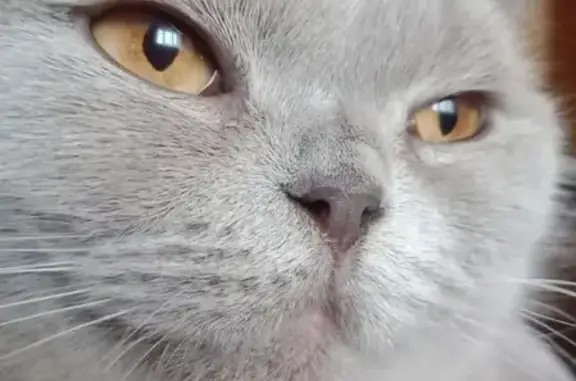 Потерянные животные Саранск, фото: Пропала шотландская кошка в Саранске на ул. Котовского.