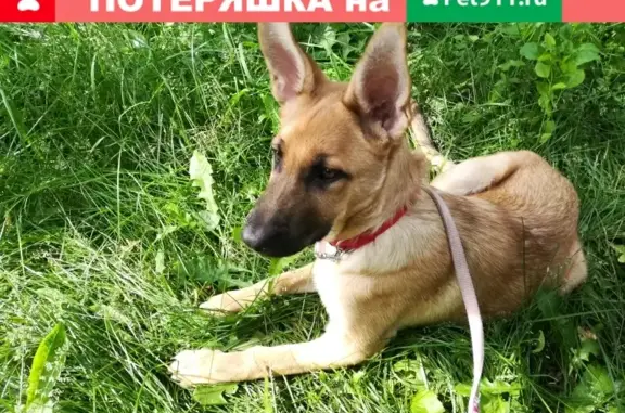 Найден щенок в Балашихе, ищем хозяина