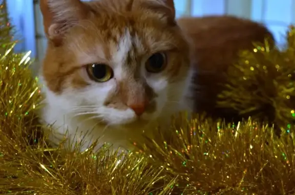 Пропала кошка с улицы 4 года назад, сейчас найдена на Новозаводской, 6
