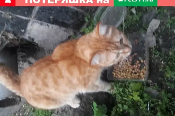 Найден рыжий кот возле дома 38 на ул. 40 лет Победы!