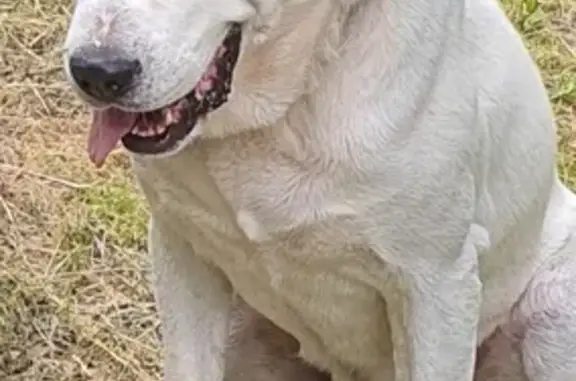 Найдена собака в Солнечногорске, д. Владычино
