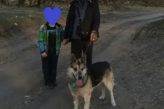 Потерянные животные Брянск, фото: Пропала собака в Советском районе Брянска