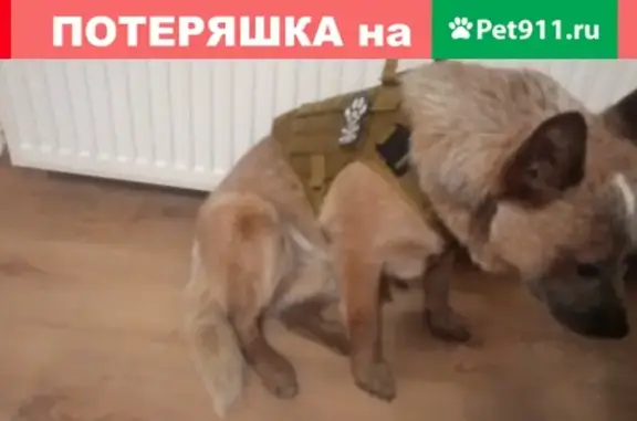 Пропала собака в поселке Новосадовый-26, улица Энтузиастов, 71