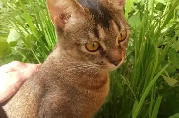 Пропала кошка с улицы Чапаева, 1-летняя абиссинка, видели на Челюскина, 41
