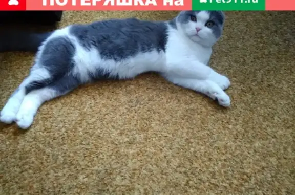 Кошки потеряшки, Санкт-Петербург, фото: Потеряшка кошка по адресу Партизана Германа дом 6
