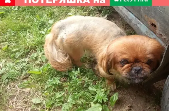 Собака найдена в посёлке Пески, Московская область.