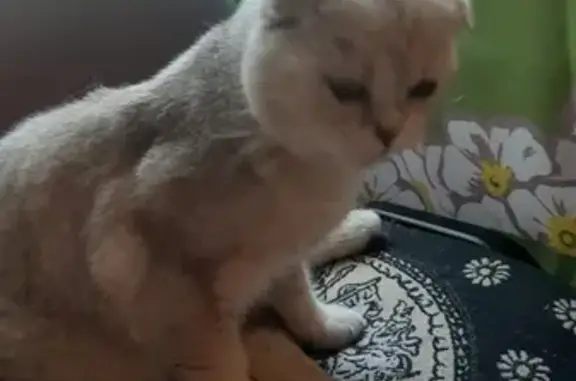 Найдена ручная кошка в Ильинском посёлке