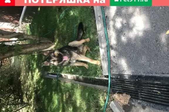 Собака Овчарка найдена в Оренбурге, микрорайон Ростоши.