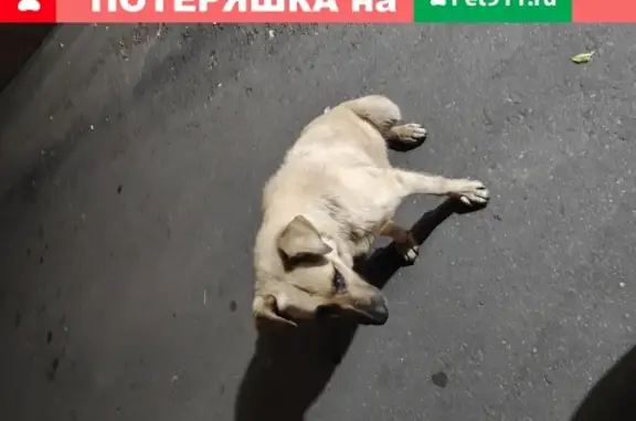 Найдена собака на Хабаровской улице в Москве