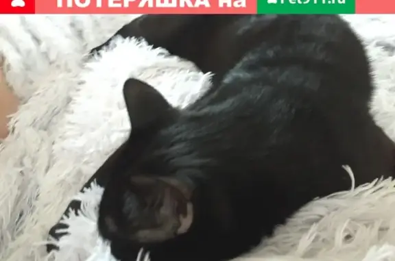 Пропала кошка Уголёк на ул. 40 лет Победы, Балашиха