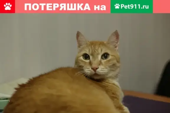 Пропала кошка на улице Алтайская, 29 в Москве.