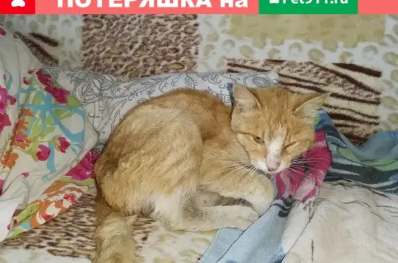 Найден истощенный кот в Ногинске.