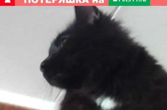 Пропал кот Мася в Кусковском лесопарке (Москва)