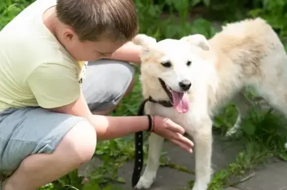 Найдена собака в Пушкинском городском округе