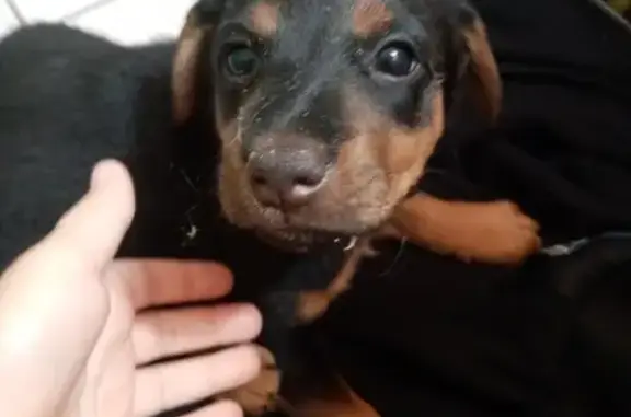 Собаки потеряшки, , фото: Потеряшка собака в посёлке Целина, 1-я линия, 264