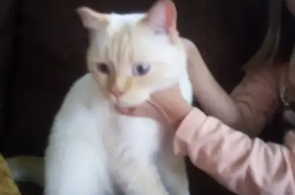 Найден кот в Арамиле: крупный, красивый, контактный