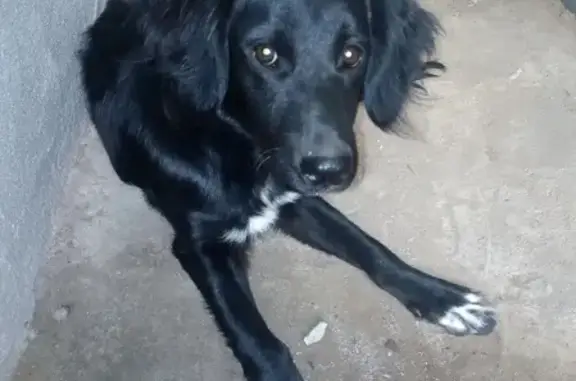 Найдена собака возрастом 8 мес. в Оренбурге