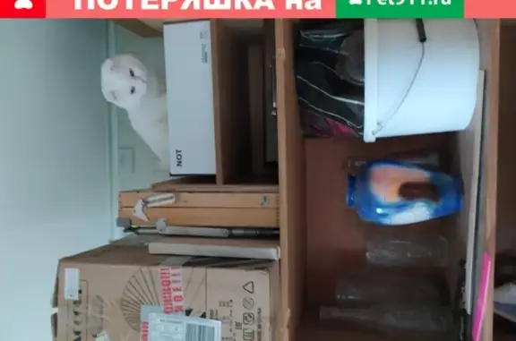 Пропала кошка в Краснодаре, ул. Игнатова, 55.