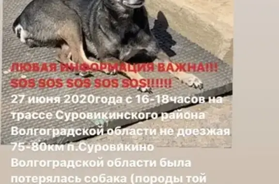 Пропала собака в Волгоградской области, вознаграждение за находку