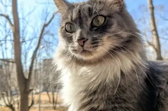 Пропала сибирская кошка в Хабаровске