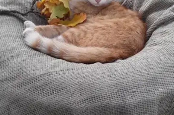 Кошки потеряшки, Санкт-Петербург, фото: Потеряшка кошка в поселке Апраксин, адрес: Железнодорожная улица, 7