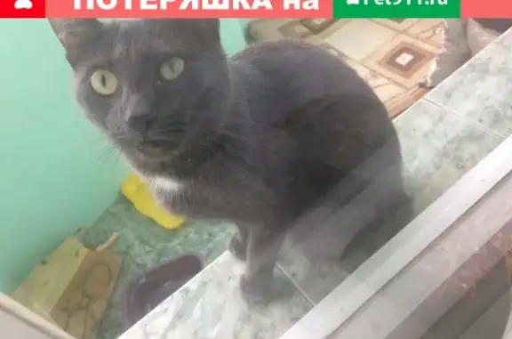 Кошки потеряшки, Ярославль, фото: Потеряшка кошка в Богослове, вознаграждение за информацию