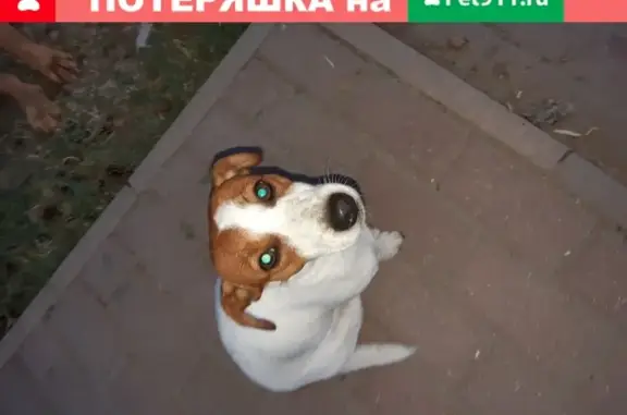 Найдена собака в Дроздово, Москва