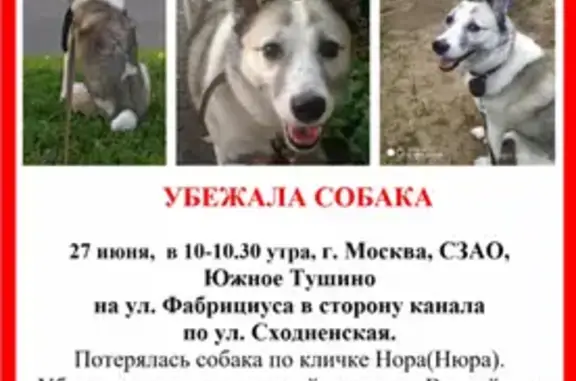 Пропала собака в Москве, район Южное Тушино, 27 июня