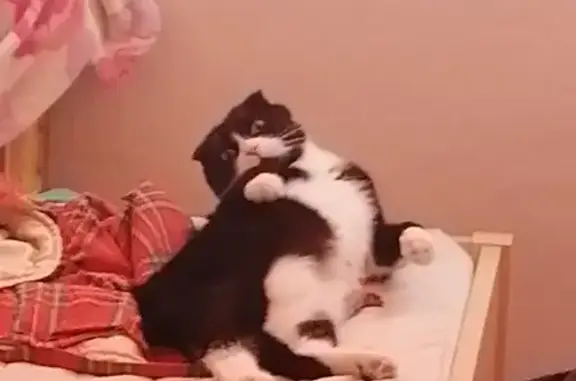 Кошки потеряшки, Санкт-Петербург, фото: Потеряшка кошка в Красном Селе, ул. Ломоносова, 47/47