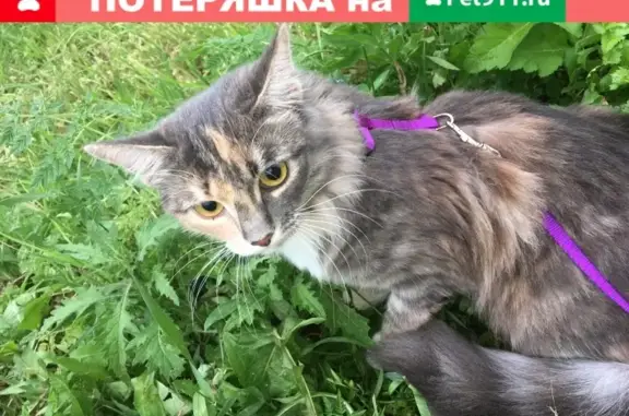 Пропала кошка на ул. Брусилова 27 - Сима, ЮЗАО