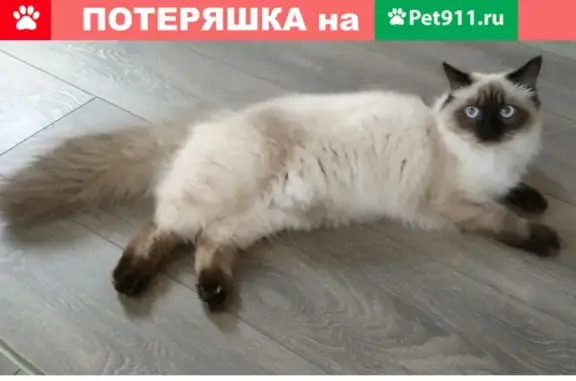 Пропала кошка на Вологодской, 30 июня, голубые глаза, маска на мордочке.
