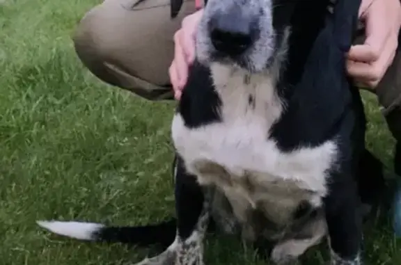 Найдена добрая собака Чёрно-белой окраски в Раменском округе