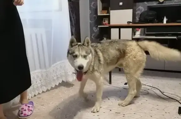 Найдена игривая собака на улице Батайская