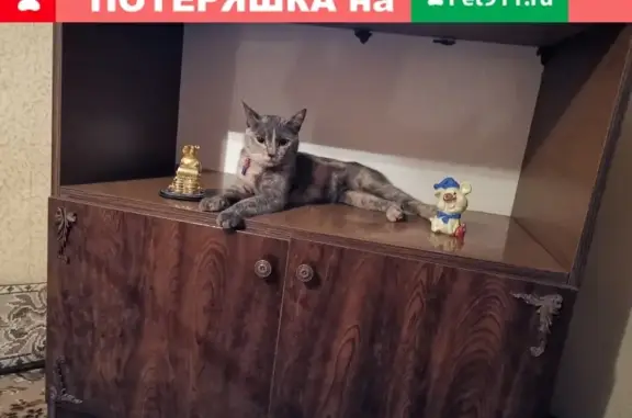 Пропала кошка Масяня в Лаишевском районе