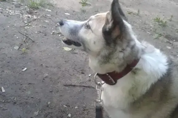 Пропала собака на улице Фабрициуса, Москва