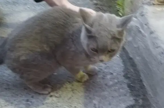 Найдена кошка в Тюменском микрорайоне, ищем хозяев!