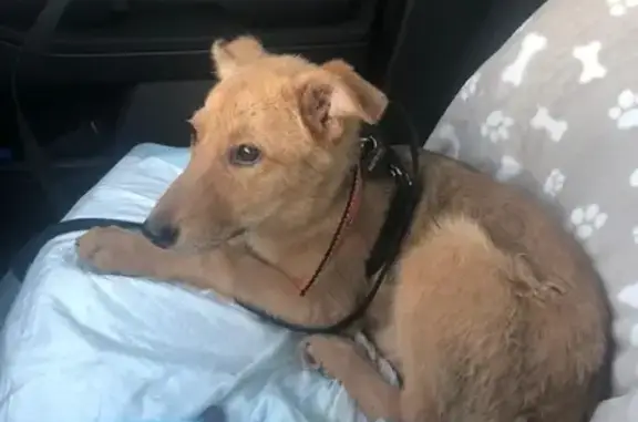 Пропала рыжая собака-щенок, адрес в Химках, Московская область