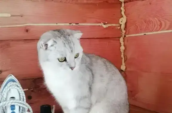 Пропал кот в Гатчинском районе, Ленобласть