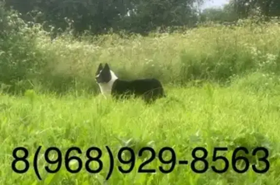 Найдена собака в Калужской области, деревня Соболево