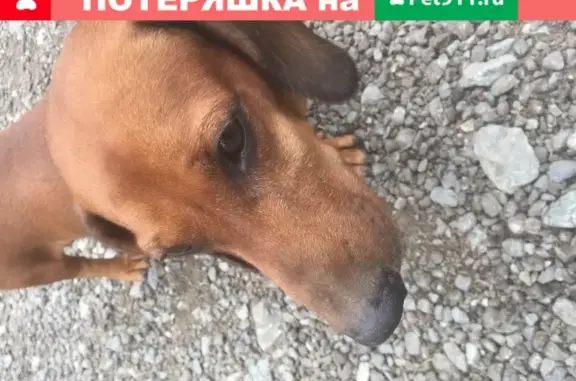 Найдена собака Кабель возле киосков в Екатеринбурге