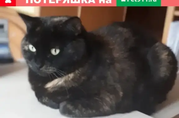 Пропала кошка в Москве, ул. Скульптора Мухиной, рядом с ГБПОУ КГТиТ № 41.
